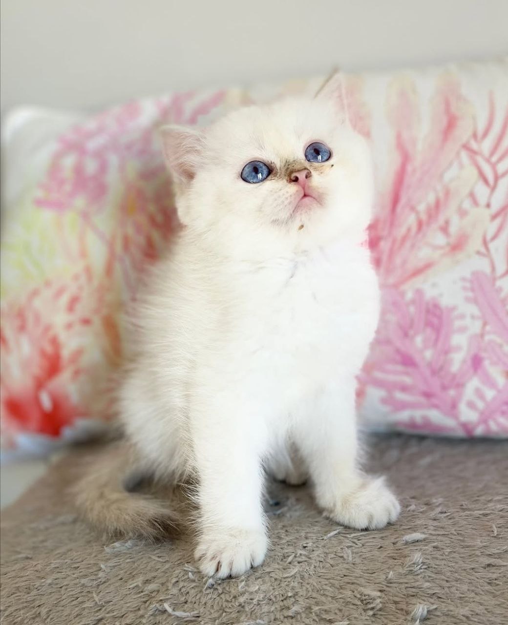 Leo the British Longhair kitten